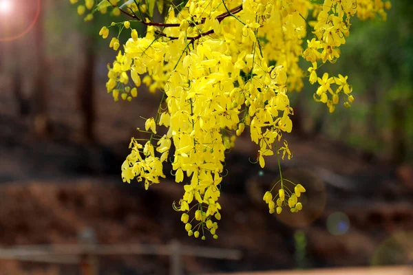 Golden Shower Tree Lens Flare Cassia Fistula National Flower Thailand — стоковое фото