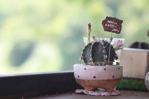 Pot Fleur Cactus Avec Une Belle Bannière Jour Mettre Formulation — Photo