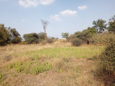 Ekinleri temizledikten sonra eski açık arazi, kara pamuk toprağı & karlı değil, yaz mevsiminde bu arazi koşulları.