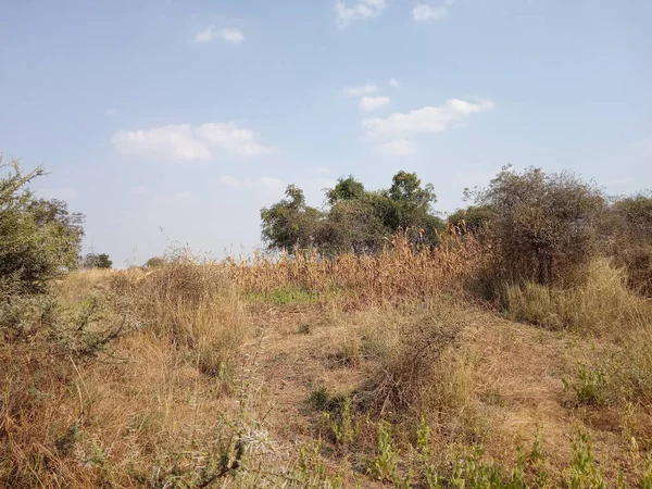 Former Open Land Removing Crops Black Cotton Land Profitable Land — Stock Photo, Image