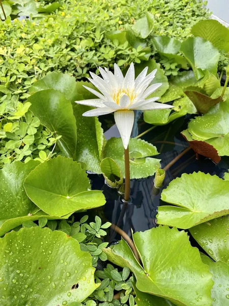 white water Lily  lotus in the lake after rain with water drops on green leaves