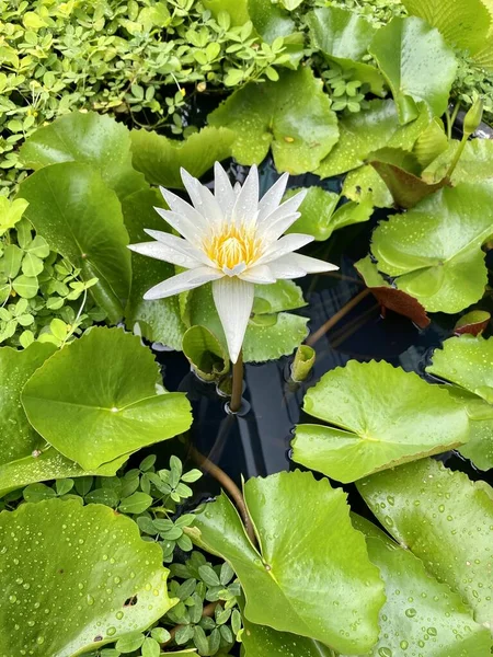white water Lily  lotus in the lake after rain with water drops on green leaves