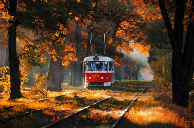 Kırmızı tramvay sonbahar ormanı boyunca sabah erkenden yol alır. Sonbahar sahnesi. Tramvayı olan güzel bir sonbahar manzarası. Güneş ışığı altında sisli bir orman. Doğa arkaplanı.