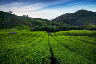 Gün batımı ve gün doğumu saatinde çay çiftliğinin muhteşem manzarası. Mavi gökyüzü ve sisli doğa arkaplanı.