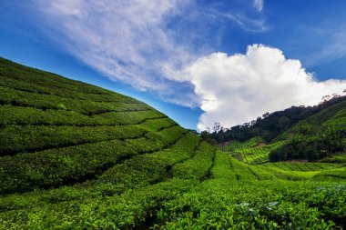 Gün batımı ve gün doğumu saatinde çay çiftliğinin muhteşem manzarası. Mavi gökyüzü ve sisli doğa arkaplanı.