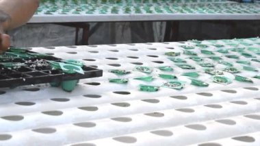 Yandan Bahçe de organik hydroponic sebze.