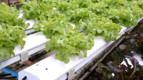 Sera içinde büyüyen hydroponic sebzeler — Stok video