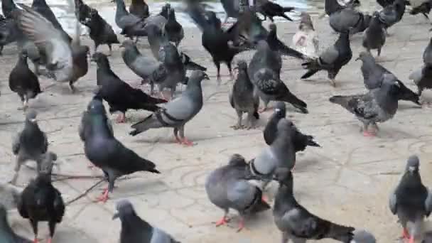Yemek yiyen bir güvercin sürüsü. — Stok video