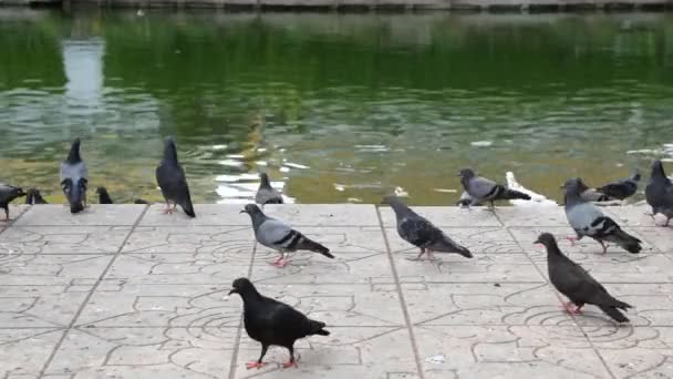 A flock of pigeons eating. — Stock Video