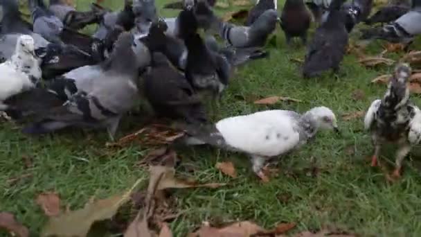 Una bandada de palomas comiendo . — Vídeo de stock