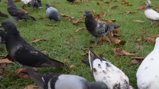 Eine Schar Tauben frisst. — Stockvideo