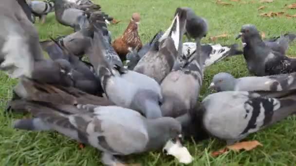 En flock duvor som äter. — Stockvideo