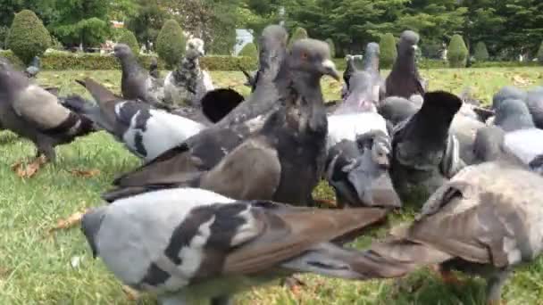 En flock duvor som äter. — Stockvideo