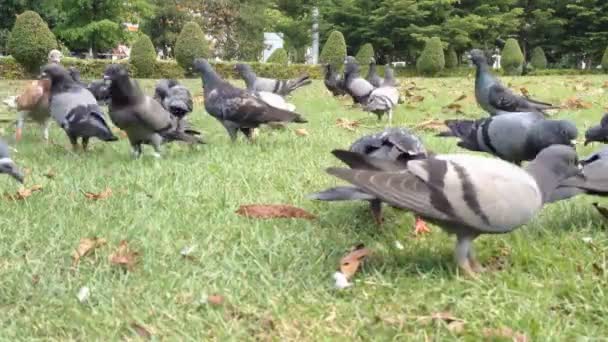 Um bando de pombos comendo . — Vídeo de Stock