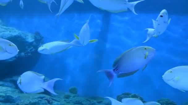 Fishes in the aquarium — Stock Video
