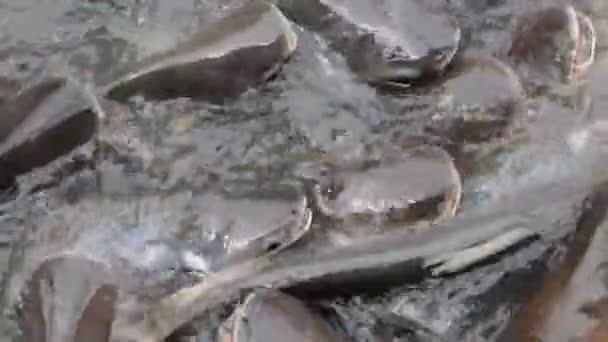 カイヤン カイヤン タイの川の中の魚魚の餌付け — ストック動画