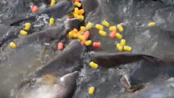 Skimrande haj fisk i floden i Thailand, skimrande haj fisk utfodring — Stockvideo