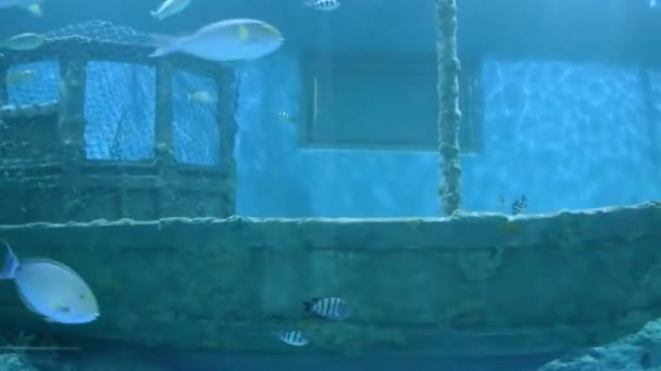 水槽内の魚 — ストック動画