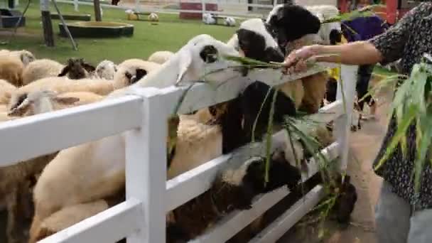 Moutons mangeant de l'herbe dans la ferme — Video