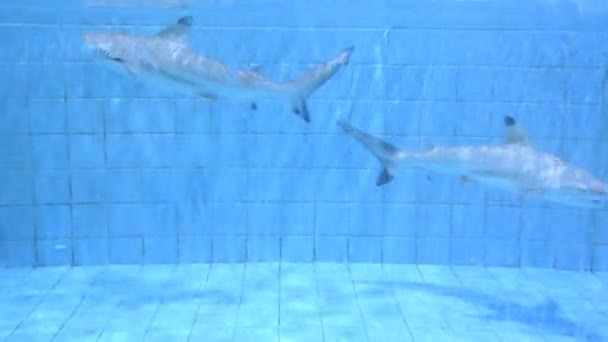 Akvárium cápa — Stock videók