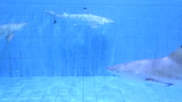 Aquarium mit Haien — Stockvideo