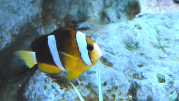 Pesce pagliaccio sulla barriera corallina — Video Stock