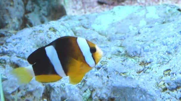 Pez payaso en el arrecife de coral — Vídeo de stock