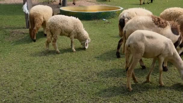 Moutons mangeant de l'herbe dans la ferme — Video