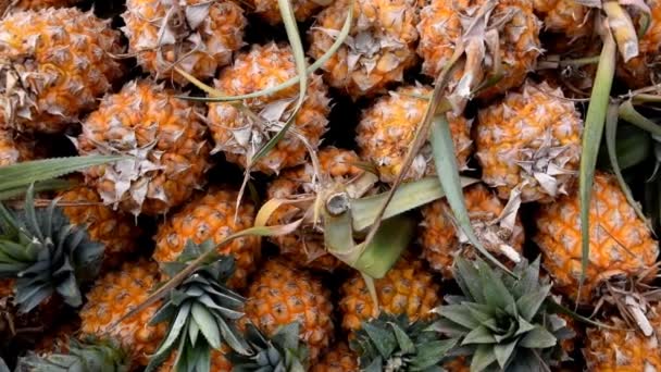 Ананас или спелый ананас, куча органического ананаса на рынке — стоковое видео