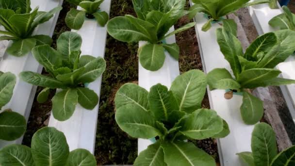 Legumes hidropônicos crescendo em estufa — Vídeo de Stock