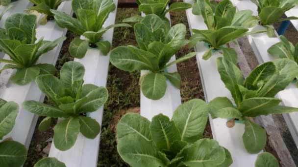 Hydroponic groenten groeien in kas — Stockvideo