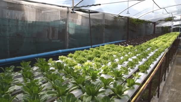 Hydroponic vegetables growing in greenhouse — Stock Video