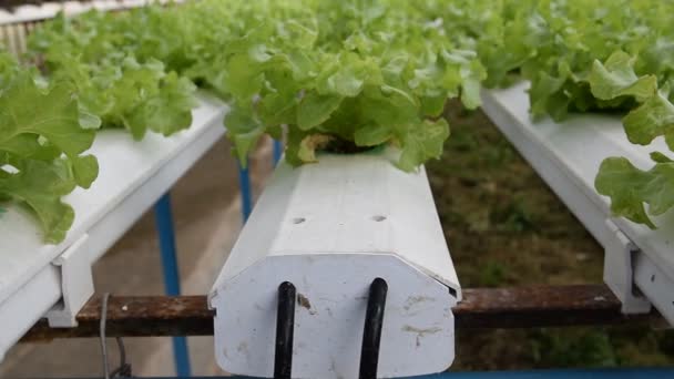 Sera içinde büyüyen hydroponic sebzeler — Stok video