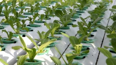sera içinde büyüyen hydroponic sebzeler