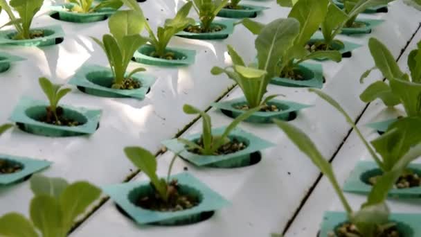 Hortalizas hidropónicas que crecen en invernadero — Vídeo de stock