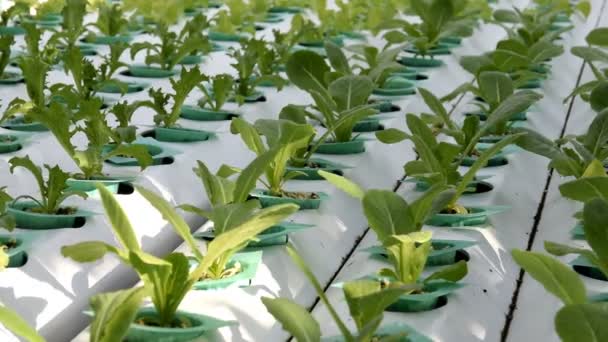 Sera içinde büyüyen hydroponic sebzeler — Stok video