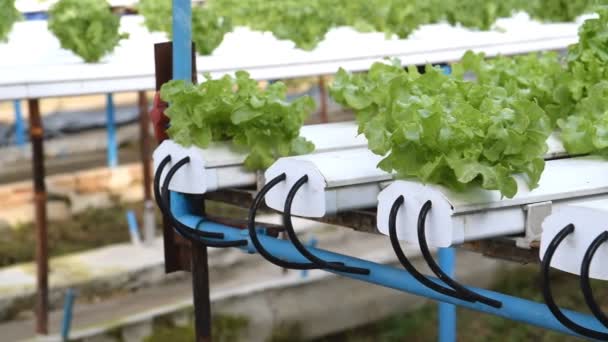 Cultivo hidropônico verdura verde em fazenda — Vídeo de Stock
