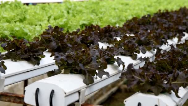 Cultivo hidropónico verdura verde en granja — Vídeo de stock
