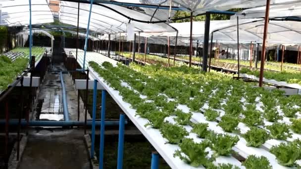 Cultivation hydroponics green vegetable in farm — Stock Video