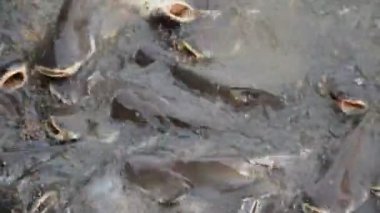 Yanardöner köpekbalığı Tayland river, yanardöner köpekbalığı besleme balık