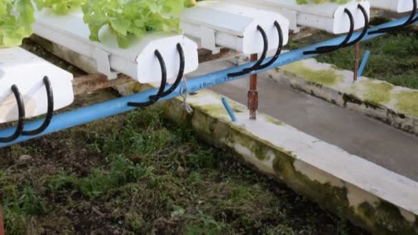 Tarım hidroponiği çiftlikte yeşil sebze — Stok video