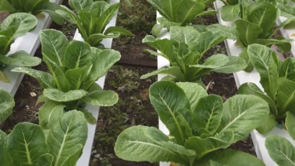 Sera içinde büyüyen hydroponic sebzeler — Stok video