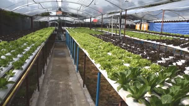 Sera içinde büyüyen hydroponic sebzeler — Stok video