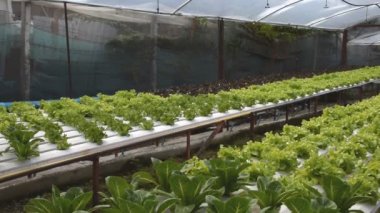 sera içinde büyüyen hydroponic sebzeler