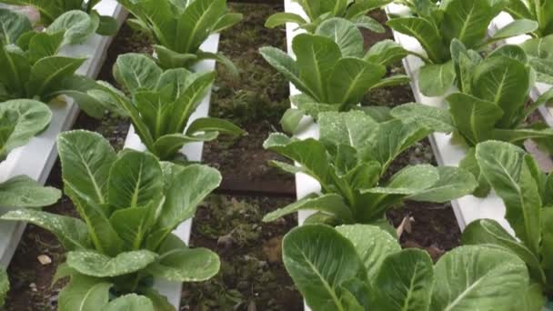 Hydroponic groenten groeien in kas — Stockvideo