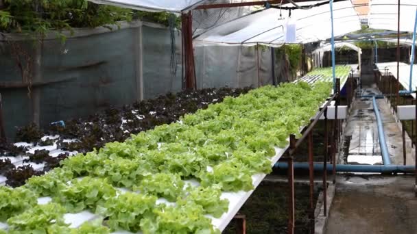 Hydroponic vegetables growing in greenhouse — Stock Video