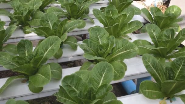 Hydroponic vegetables growing in greenhouse — Stock Video