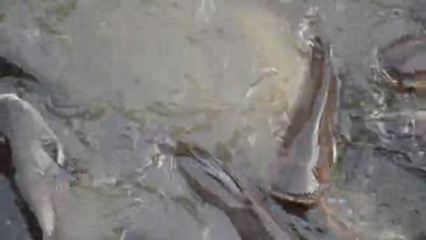 Ιριδίζουσα καρχαρίας ψάρια στον ποταμό της Ταϊλάνδης, ιριδίζουσα καρχαρίας ψάρια σίτισης — Αρχείο Βίντεο
