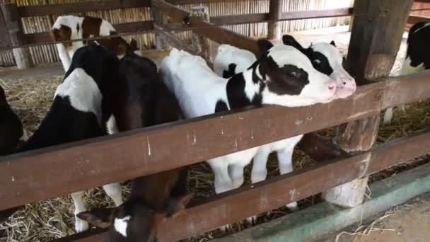 Ternera en la granja. lindo — Vídeos de Stock