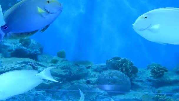 Fische im Aquarium — Stockvideo